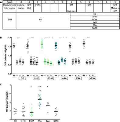 Differential Impact of Dietary Branched Chain and Aromatic Amino Acids on Chronic Kidney Disease Progression in Rats