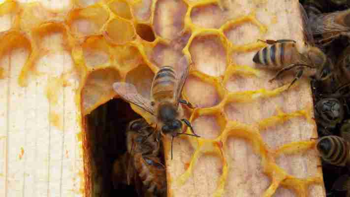 Uncertainties continue around use of bee pollen