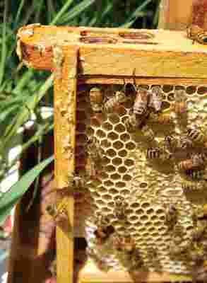 Propolis: Bee Glue that Heals