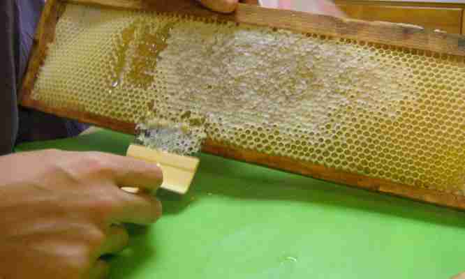 What is Bee Propolis? How Do Bees Make It?