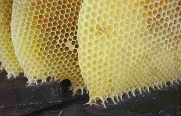 SIMILARITIES AND DIFFERENCES BETWEEN HONEY, POLLEN AND BEE BREAD