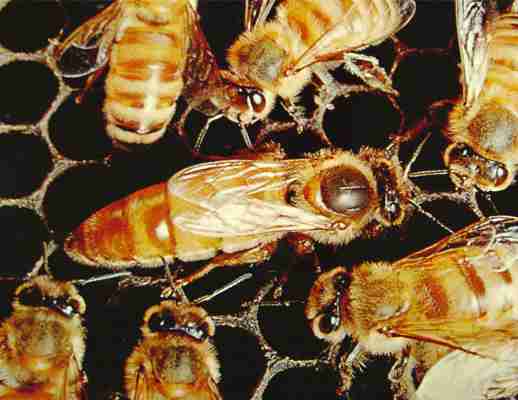 What Is the Difference between Royal Jelly and Propolis?