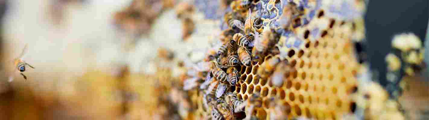 Everything You Need To Know About Bee Propolis