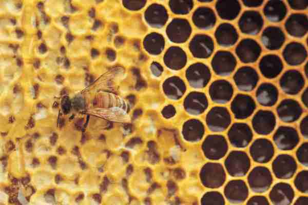 9 natural health benefits of Bee Propolis